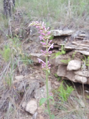 Agastache pallidiflora gilensis