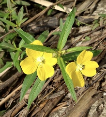 Ludwigia octovalvis