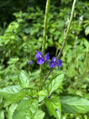 Stachytarpheta