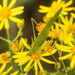 Phaneroptera falcata
