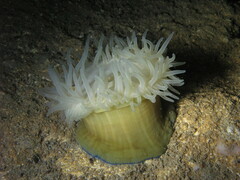 Actinia equina