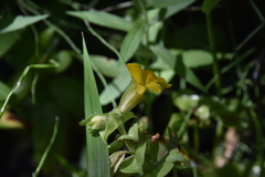Erythranthe