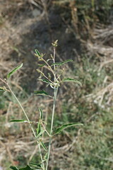 Atriplex aucheri