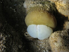 Actinia equina