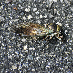 Neotibicen lyricen