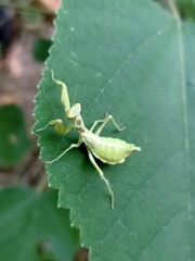 Ameles spallanzania