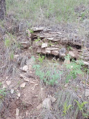 Agastache pallidiflora gilensis