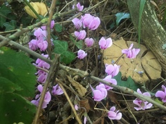 Cyclamen hederifolium