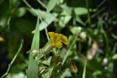 Erythranthe