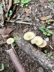 Lentinus