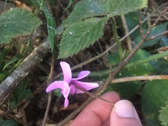 Cyclamen hederifolium