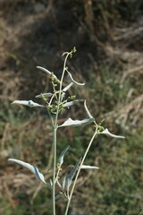 Atriplex aucheri