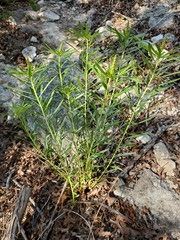 Stillingia texana