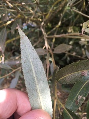 Salix alba