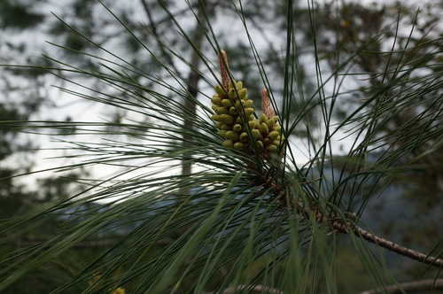 Variety Pinus taiwanensis fragilissima · iNaturalist