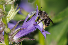 Anthophora terminalis