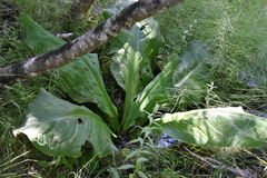 Lysichiton americanus