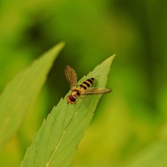 Meliscaeva cinctella image