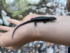 Plestiodon obsoletus