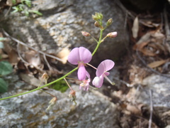 Desmodium grahamii