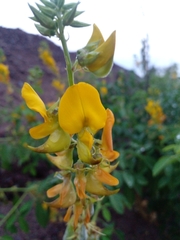 Vigna luteola