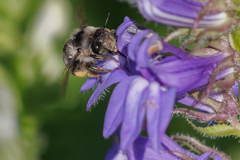Anthophora terminalis