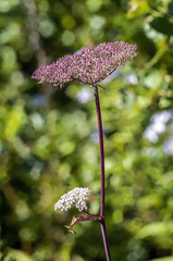 Angelica genuflexa