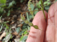 Desmodium grahamii