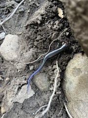 Plestiodon obsoletus