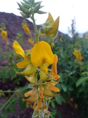 Vigna luteola