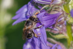 Anthophora terminalis