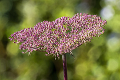 Angelica genuflexa