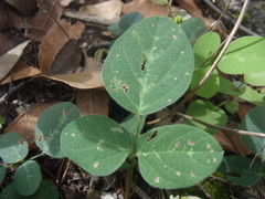 Desmodium grahamii