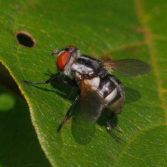 Gymnoclytia