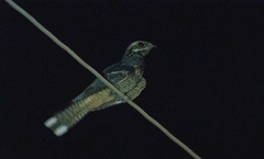 Caprimulgus europaeus
