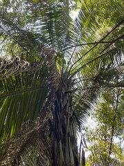 Attalea phalerata