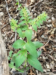 Lithospermum helleri