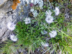 Globularia cordifolia