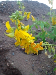 Vigna luteola