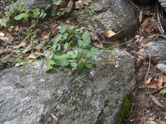 Desmodium grahamii