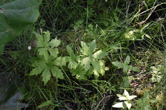 Petasites frigidus palmatus
