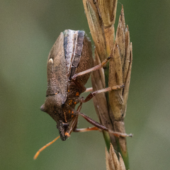 Picromerus bidens