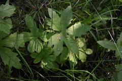 Petasites frigidus palmatus