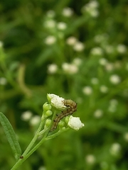 Pyrausta phoenicealis