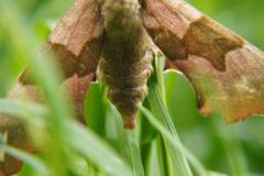 Mimas tiliae