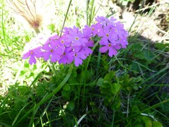 Primula farinosa