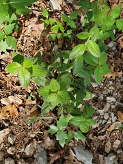 Lithospermum helleri