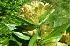 Gentiana punctata