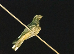 Caprimulgus europaeus