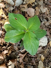 Lithospermum helleri